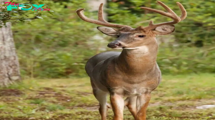 Outdoors in RI:  Author! Author! Nature lovers book sale and sign event – Archery Deer season opens