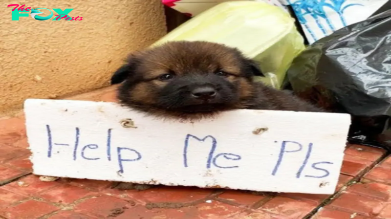 Tiny Hero’s Silent Plea: Abandoned Puppy’s Heartbreaking Search for Compassion in a Cold World.lamz