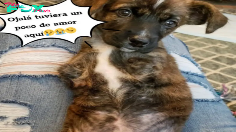 La Lucha de Determinación del Perro sin Dos Patas: Luchando Contra la Enfermedad Durante un Largo Periodo y el Milagro de la Esperanza de Seguir Viviendo Ha Llegado a Él.lamz