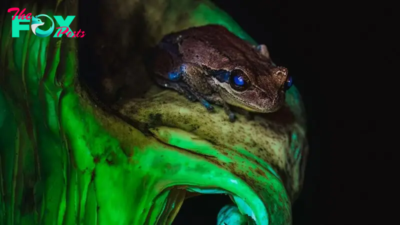 'Absolutely magical': Rare glowing duo of tree frog and parasitic ghost fungus captured in otherworldly photo