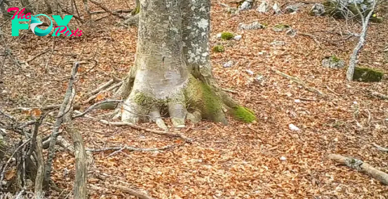 A man decides to film a tree in the woods for one year: What the camera captured was breathtaking