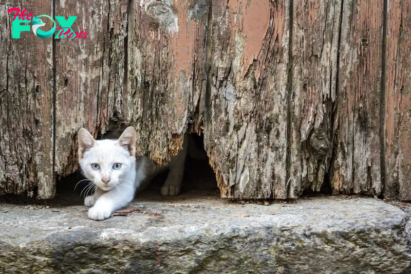 How do cats squeeze through small spaces?