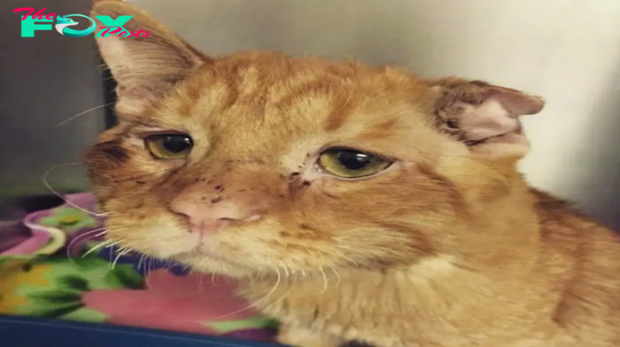 The Couple Wanted To Adopt a Cat And They Chose The Saddest And Most Unhappy Of All The Cats: The Happy Animal Changed Beyond Recognition In a Matter Of Hours!