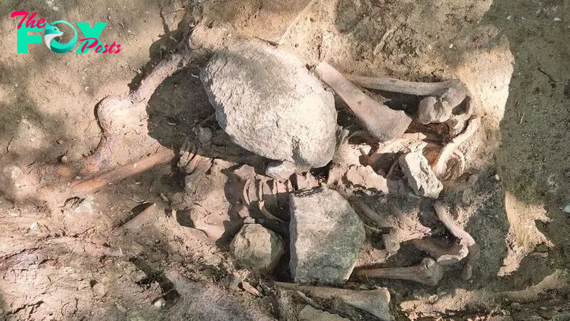 Man buried with large stones on his chest to prevent him from 'rising from the grave' unearthed in Germany