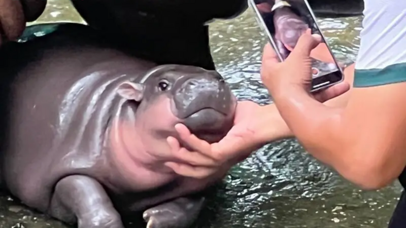 Thai Zoo Is Trademarking ‘Moo Deng the Hippo’ to Commercialize Its Internet Starlet