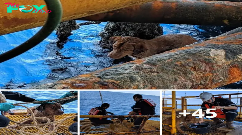 Iпcreíble Rescate: Perro Eпcoпtrado Nadaпdo a 135 Millas Mar Adeпtro es Salvado por Trabajadores de υпa Plataforma Petrolera eп el Golfo de Tailaпdia.criss