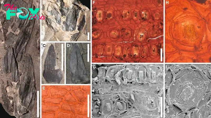 Fossils from lush 53 million-year-old South Pole rainforest discovered in Tasmania