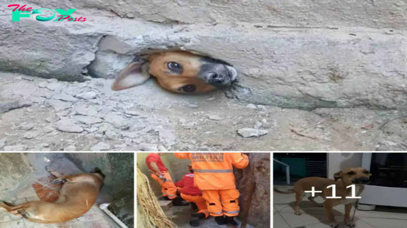 Trapped in Anguish: A Dog’s Heartbreaking Struggle with Its Head Stuck in a Stone Wall.hanh