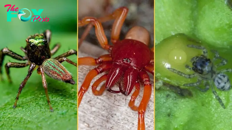 3 remarkable spiders: A vegetarian, a vampire and a predator that uses 'pincer, fork and key'