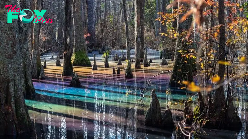 Rainbow swamp: The flooded forest in Virginia that puts on a magical light show every winter