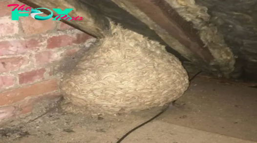 Man Thinks He Found “Hornets” Nest In Attic, Turns Pale When He Realizes What is Inside