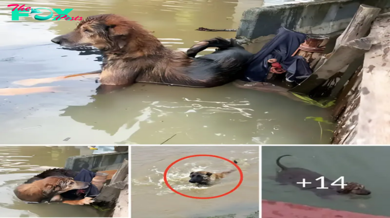 Heart-Stopping Rescue: Stray Dog Pulled from Raging Floodwaters.hanh