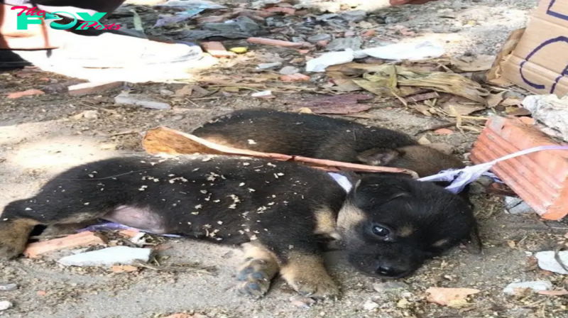 An inspiring tale of rescuing two innocent puppies from heartless sellers, emphasizing the importance of compassion and protection for vulnerable animals.hanh