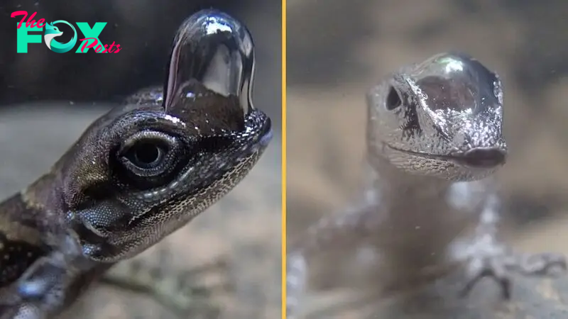 'Scuba-diving' lizards breathe underwater by wearing air bubbles on their noses — just like in a cartoon