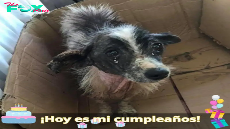 A pesar de una década de devoción, Annie fue cruelmente abandonada como si no fuera nada cuando su dueño se fue.lamz