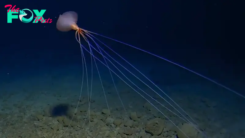 Watch extremely rare footage of a bigfin squid 'walking' on long, spindly arms deep in the South Pacific