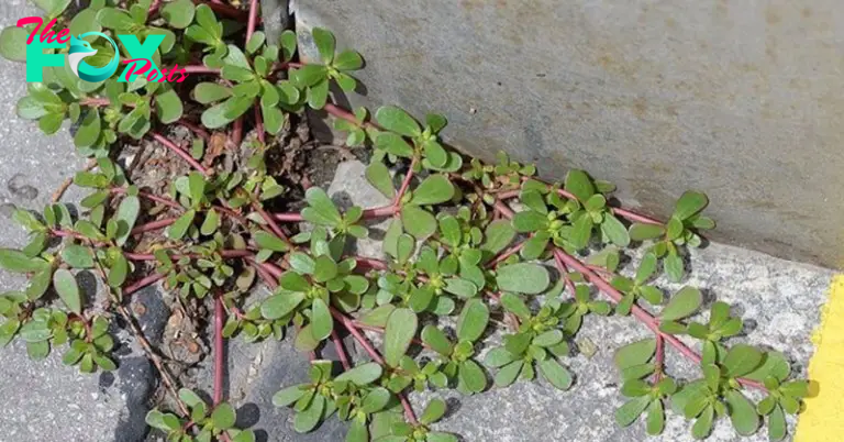 Don’t Remove This Weed if You See It: Here Are 10 Reasons Why