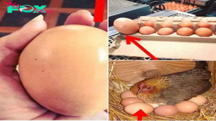 Farmer finds giant egg but what was inside was even more puzzling