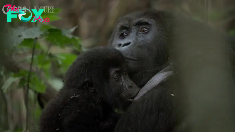 'The simplicity of life just hits you': Watch rare footage of critically endangered eastern lowland gorilla feeding her baby in the wild