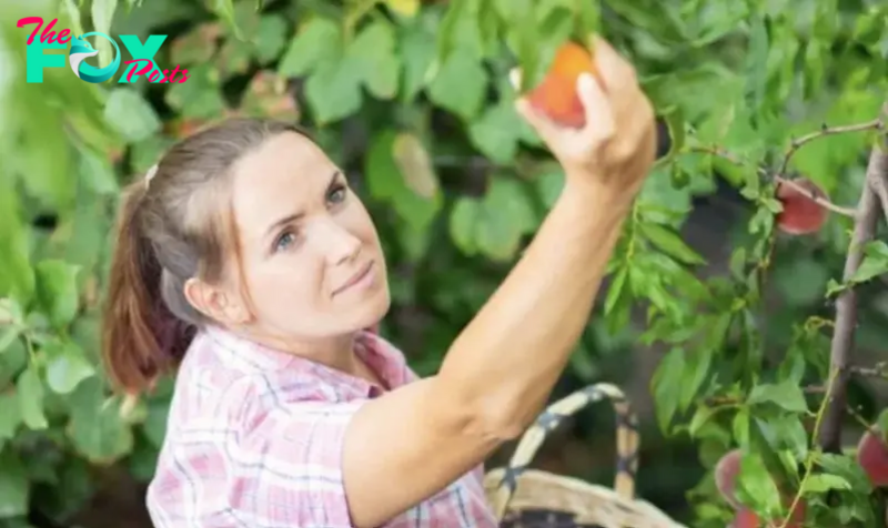 My Neighbor Ruined the Peach Orchard I Received from My Grandparents, I Ensured She Regretted Her Actions