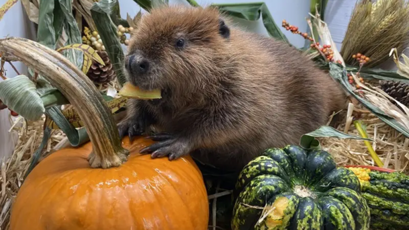 Why There Is a Court Battle Over This Beaver Being Released Into the Wild