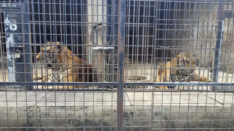 Dozens of Zoo Tigers Die After Contracting Bird Flu in Vietnam