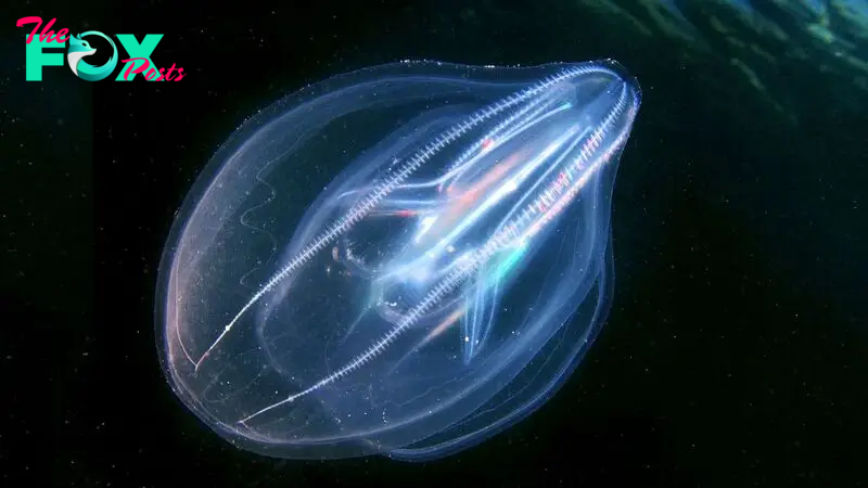 Scientists accidentally find deep-sea 'jelly' creatures merged into 'single entity' after injury, revealing bizarre new behavior