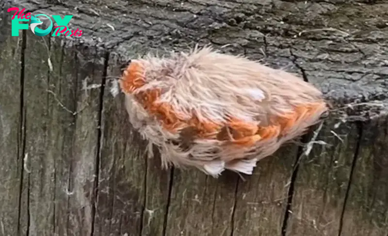 After sitting down on the bench, they discovered a curious little creature completely covered in fur