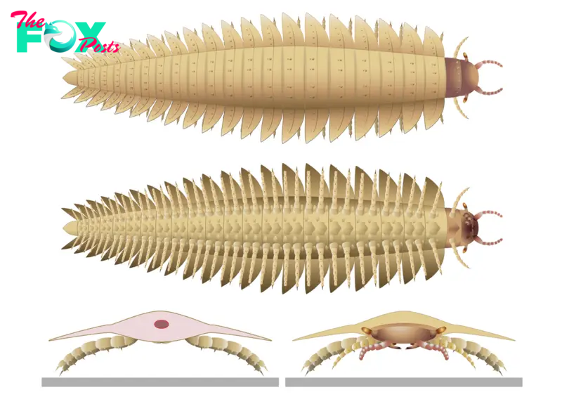 Never-before-seen head of prehistoric, car-size 'millipede' solves evolutionary mystery