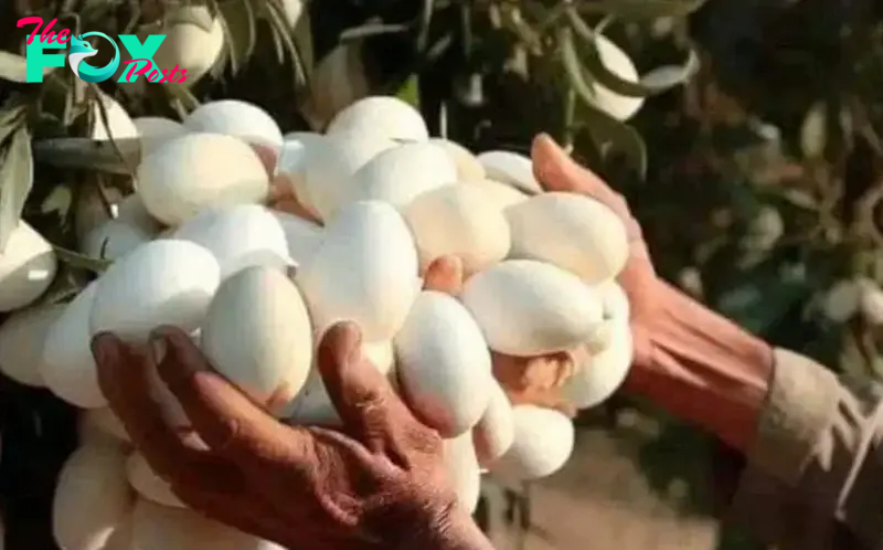 When she saw white eggs hanging on a tree, she was amazed at what they really were