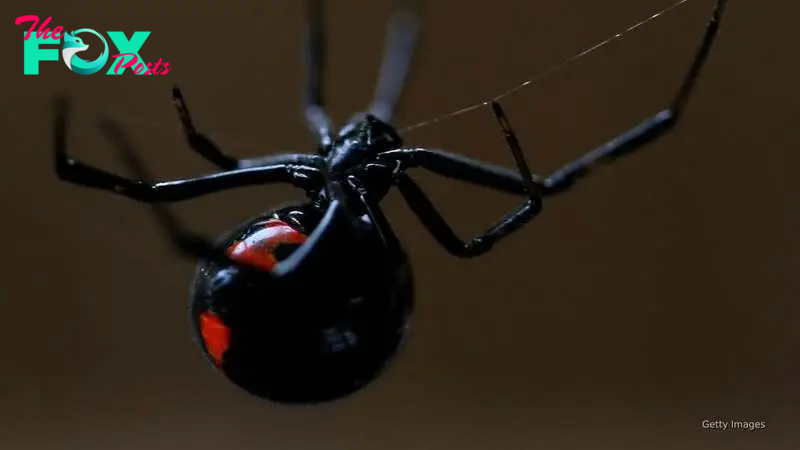 Researchers develop real-life sticky-web gadget inspired by Spider-Man