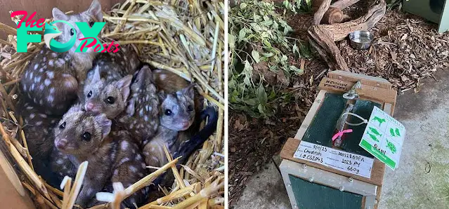 Gang finds unusually spiky creatures in nest – takes a closer look and jaws drop when they realize what kind of animals they are