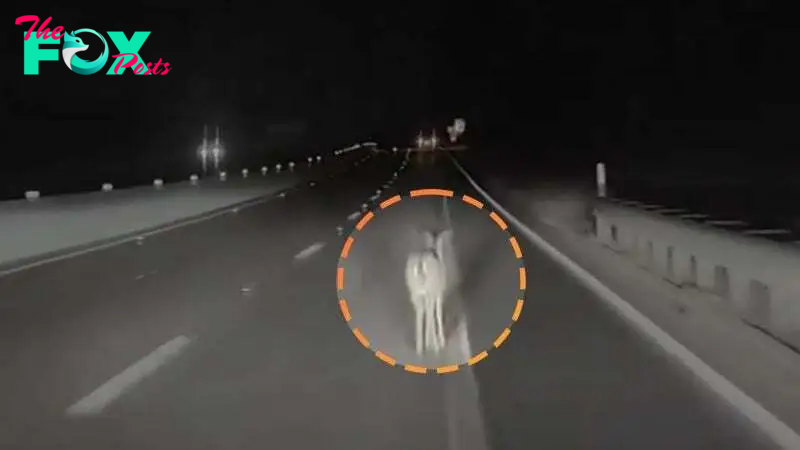 Tesla drives over a deer at full speed, driver’s dashcam shows | The Express Tribune