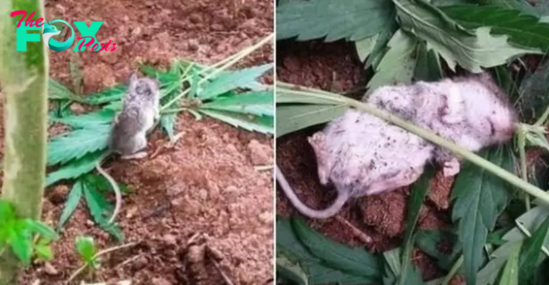 A wayward mouse undergoes “rehabilitation” after consuming a cannabis plant