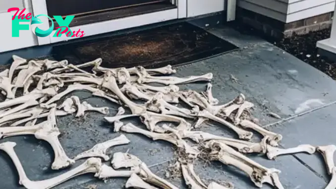 Animal Bones Started Appearing on My Doorstep — I Set Up a Security Camera to Find Out What It Meant