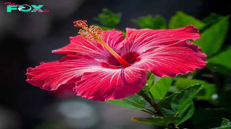 Nutritionist’s Guide: Know How to Incorporate Hibiscus into Your Daily Diet