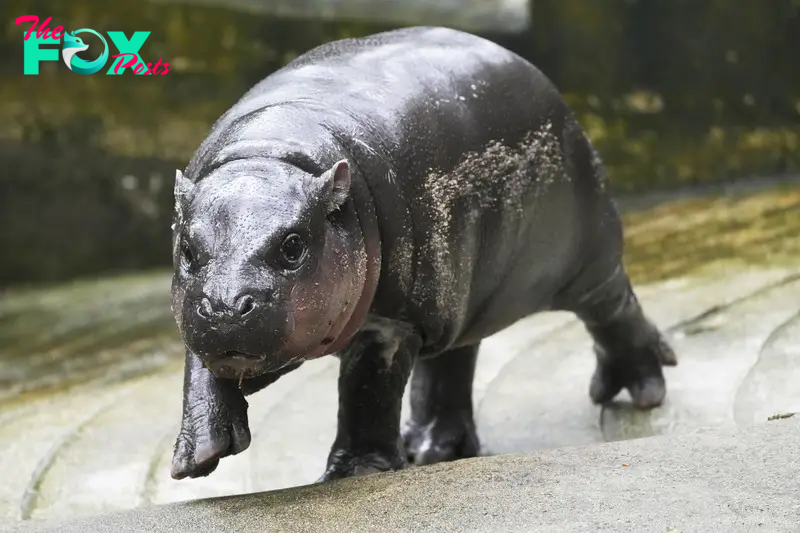 Viral Baby Pygmy Hippo Moo Deng Has an Official Song Released in Four Languages