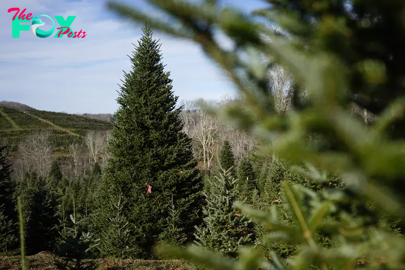 White House Christmas Tree Is a Symbol of Resilience for Hurricane-Hit North Carolina Farms