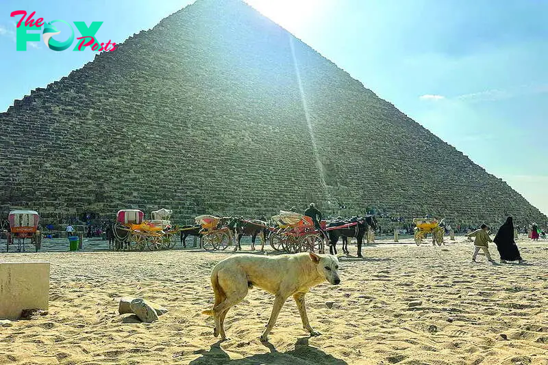 Stray pyramid pup scales new heights of fame | The Express Tribune